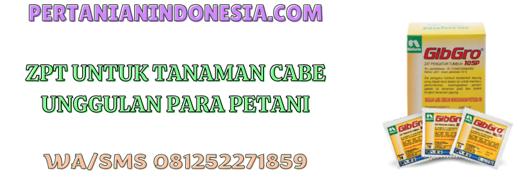 zpt,tanaman,cabe,petani,pertanian indonesia